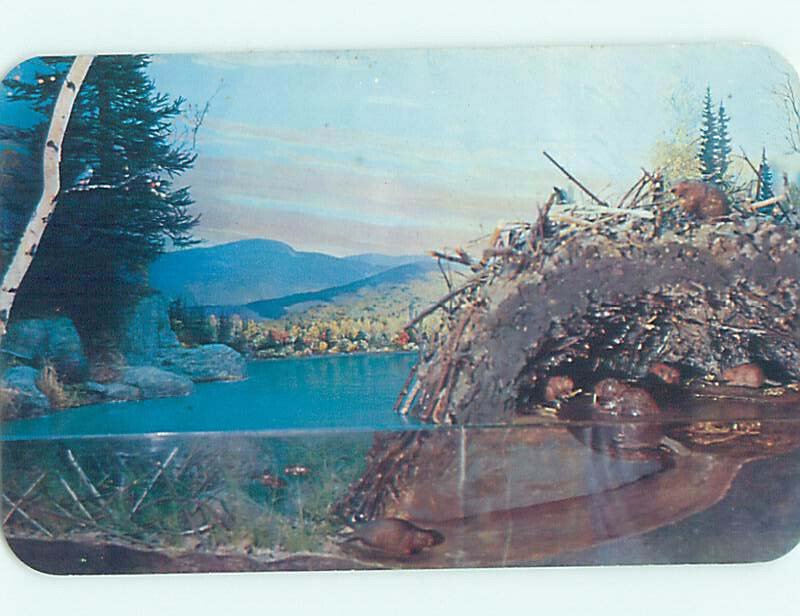 Chrome MUSEUM Adirondacks - Indian & Long & Durant Lake NY AG0473