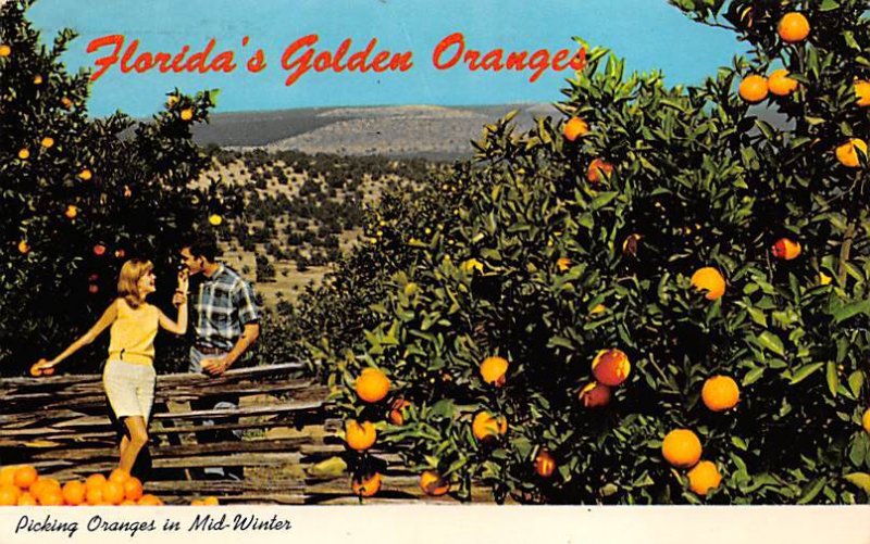 Florida's golden oranges â€“ picking oranges and midwinter Florida, USA ...