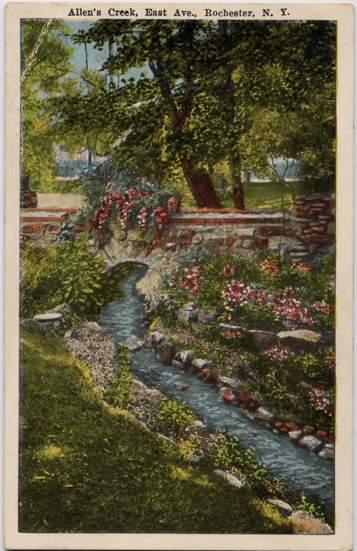 Flowers along Allens Creek near East Ave - Rochester, New York - WB