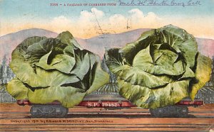 Cabbages Santa Cruz, California, USA 1911 writing on front