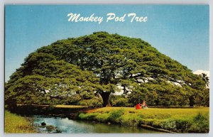 Postcard Monkey Pod Tree - Hawaii