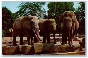 c1960 Elephants Chicago New Zoo Brookfield Illinois IL Natural Color Postcard 