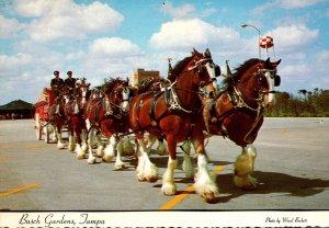 Horses Clydesdale 8 Horse Team Busch Gardens Tampa Florida