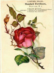 1880's Lister Bros Standard Fertilizers Newark, NJ Embossed Rose Trade Card P142