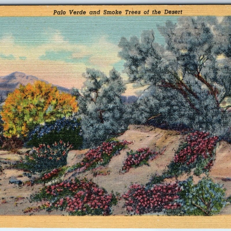 c1940s Pub Tucson AZ Desert Palo Verde & Smoke Trees Flower Cactus Linen PC A290