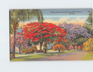 Postcard Royal Poinciana and Jacaranda Trees Florida USA