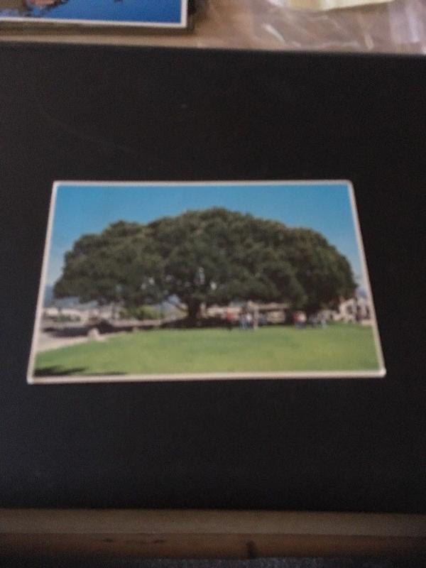 Vtg Postcard:  Santa Barbara CA. Moreton Bay Fig Tree