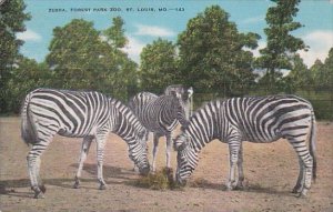 Zebras Forest Park Zoo St Louis Missouri