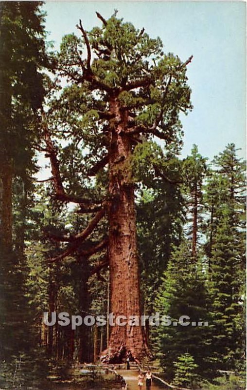 Grizzly Giant, Mariposa Grove of Big Trees - Yosemite National Park, CA