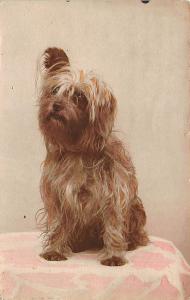 Scottie Dog 1918 Real Photo Postcard