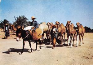 BG33789 donkey camel sud tunisien la caravanne tunisia africa