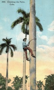 Vintage Postcard Climbing The Palm Man Climbs A Tall Palm Tree Cuba