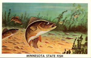 Minnesota State Fish The Walleye