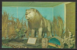 Maine, Belfast - Perry's Nut House - African Lion - [ME-042]