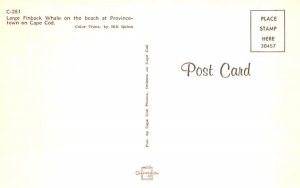 Large Finback Whale Provincetown, Massachusetts Postcard