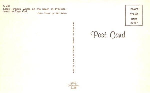 Large Finback Whale Provincetown, Massachusetts Postcard