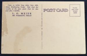 Postcard Unused Everbearing Grape by L.G. Meier MT Pleasant TX LB