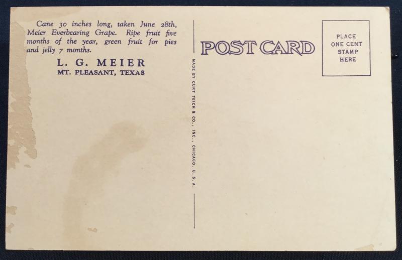 Postcard Unused Everbearing Grape by L.G. Meier MT Pleasant TX LB