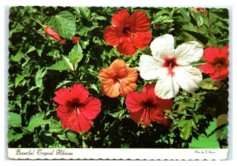 Postcard Beautiful Tropical Hibiscus Flowers, posted in Hawaii HI 1979  K21