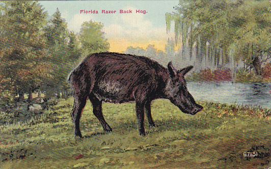 Baby Florida Razor Back Hog