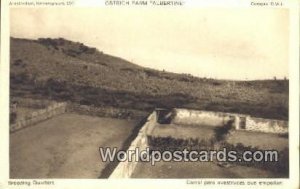 Ostrich Farm Albertine Netherlands Unused 