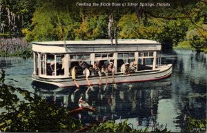 Florida Silver Springs Feeding The Black Bass Curteich