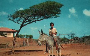 Vintage Postcard 1967 Dividivi Tree Curacao Naar Aruba Island Caribbean Sea