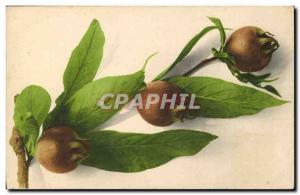 Old Postcard Fantasy Still Life