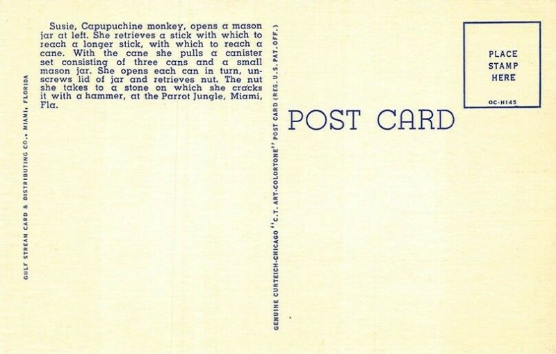 Red Road Miami FL Susie The Monkey Getting A Nut , Curt Teich Postcard