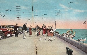 Vintage Postcard 1939 Feeding Gulls Pelicans Million Dollar Pier St. Petersburg