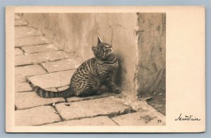 HUNTING CAT PHOTOGRAPHER SIGNED VINTAGE AUSTRIAN REAL PHOTO POSTCARD RPPC