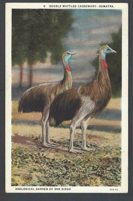 Ca 1928 PPC* DOUBLE WATTLED CASSOWARY IN SAN DIEGO ZOO UNPOSTED