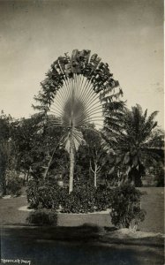 PC CPA SINGAPORE, TRAVELER PALM, Vintage REAL PHOTO Postcard (b19701)