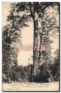 Old Postcard With Cerillu Allier Troncais The giant trees