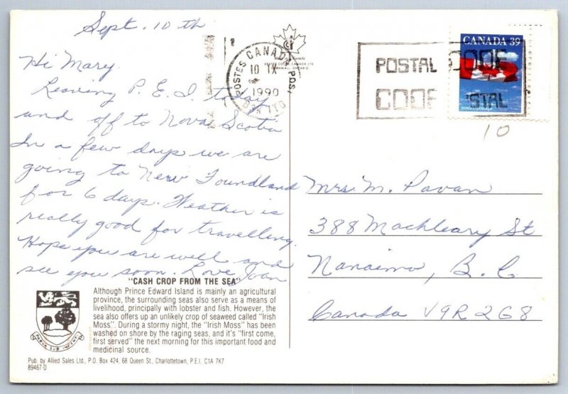 Gathering Irish Moss, Prince Edward Island, 1990 Postcard, Postal Code Postmark