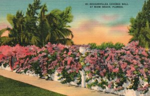 Vintage Postcard 1939 Bouganvillea Covered Wall Attraction Miami Beach Florida