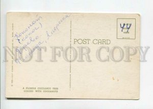 475704 USA Florida coconut tree Vintage postcard