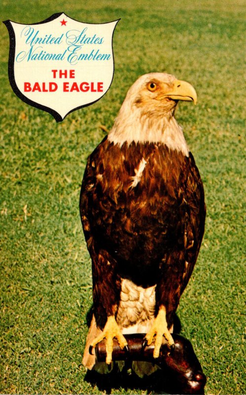 Birds The Bald Or American Eagle National Emblem Of The United States