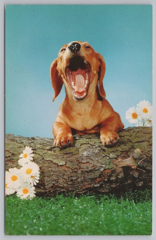 Animal~View Of Tan Puppy Yawning Leaning On A Log~White Daises~Vintage PC 