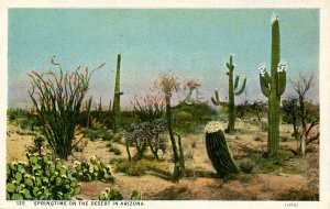 AZ - Springtime on the Desert