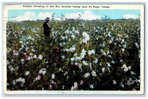 1926 Cotton Growing in the Rio Grande Valley Near El Paso Texas TX Postcard