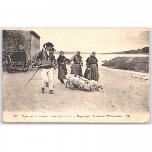 Postcard Costumes Brittany Plougastel Market Truffle Searching Pigs 1923
