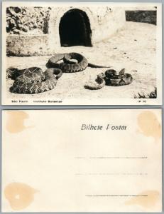 SNAKES SAO PAOLO BRAZIL INSTITUTO BUTANTAN VINTAGE REAL PHOTO POSTCARD RPPC