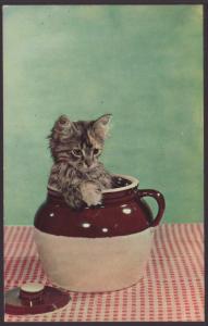 Kitten in a Jug Postcard