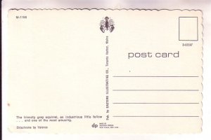 Grey Squirrel, Maine,