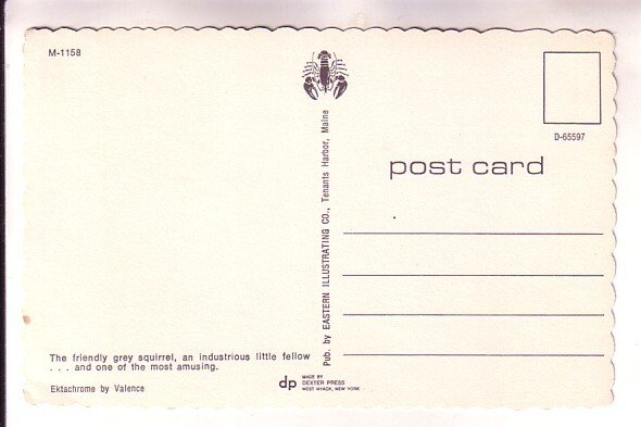 Grey Squirrel, Maine,