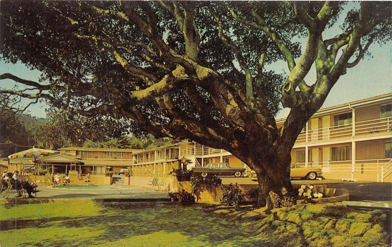 Monterey California~Carmel Hill Motor Lodge on Munras Avenue~50s Cars~Postcard