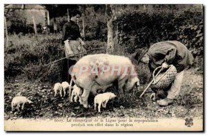 Postcard Old Pig Pig Folklore en Perigord Truffle