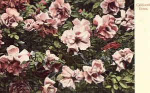 California Roses 1907 Postcard