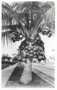 RPPC Bearing Coconut Palm Tree in Miami Florida